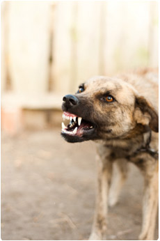 what happens when a dog bites someone in texas